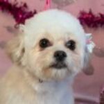 Profile picture of Denise Foster