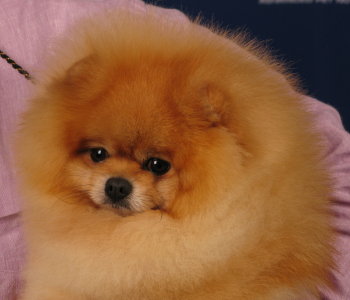 pomeranian doll type