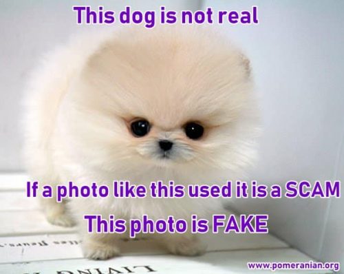 Pomeranian Teacup Internet Puppy Scam