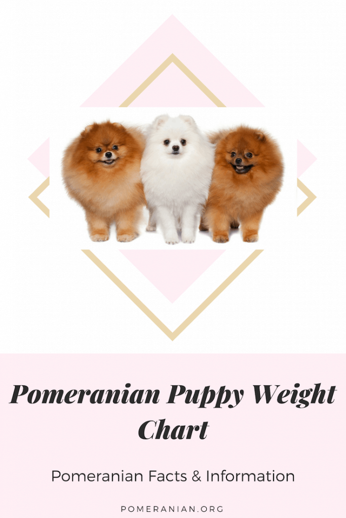 Puppy Weight Chart: This is How Big Your Dog Will Be