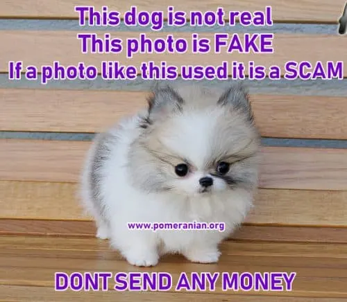 Pomeranian teacup puppy scam