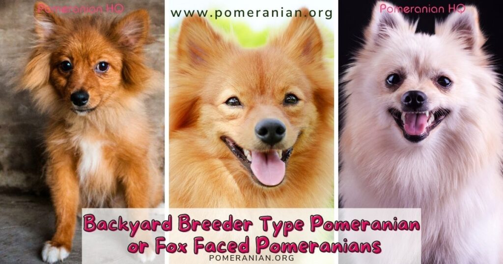 All types hot sale of pomeranians