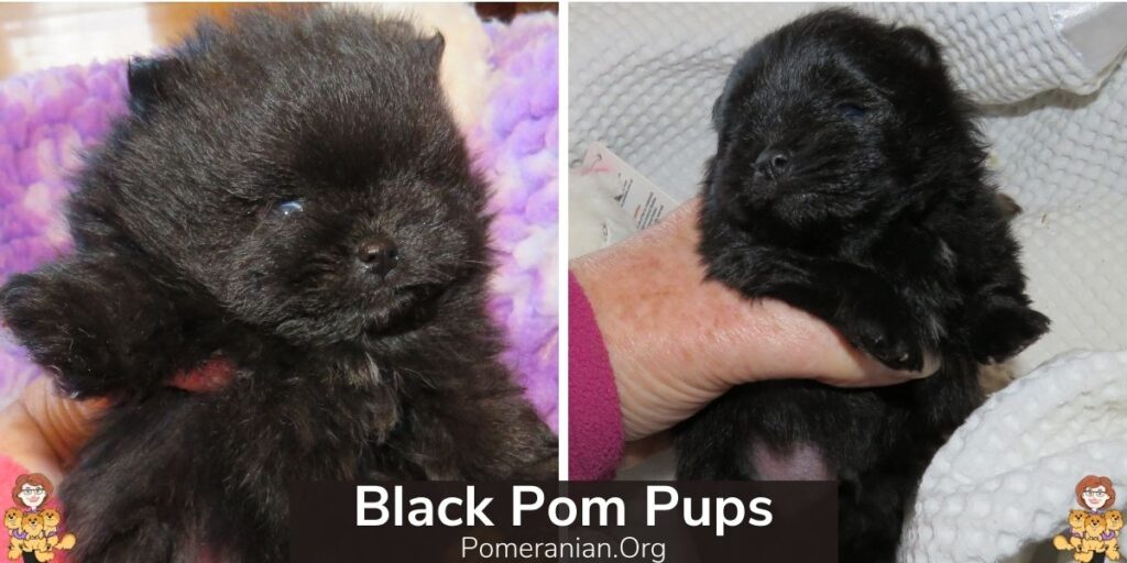 Black Pomeranian Puppies bred by the Author.