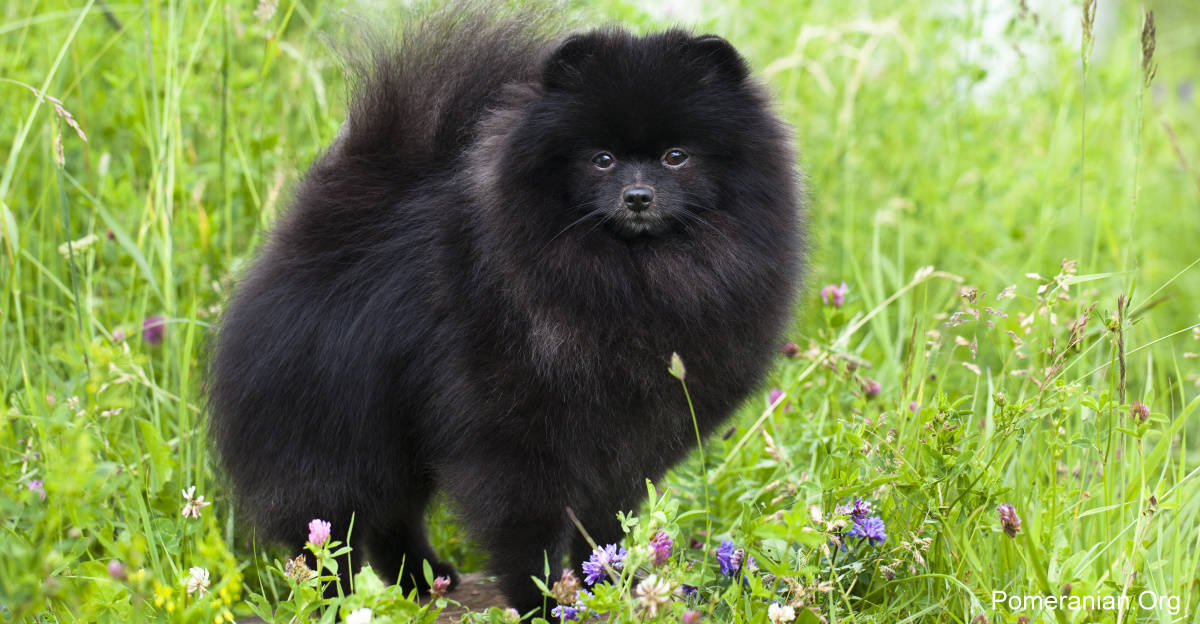 black pom dog