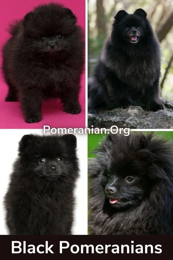 Black Pomeranians