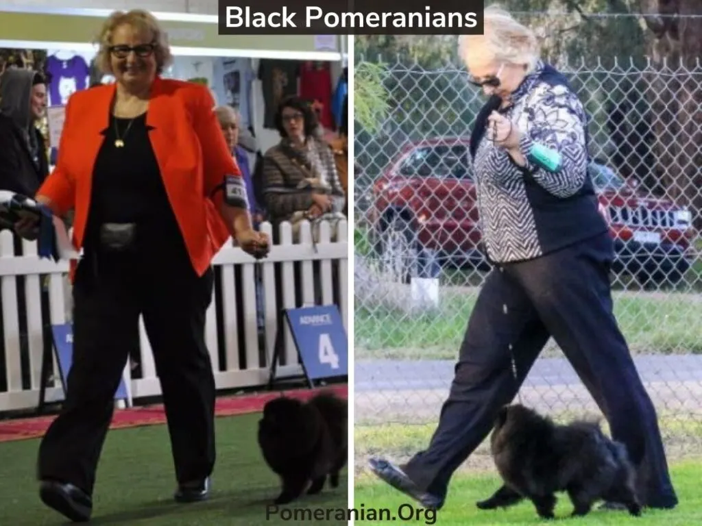 Black Pomeranian pictures. Picture of the Author showing a Champion Black Adult Pomeranian