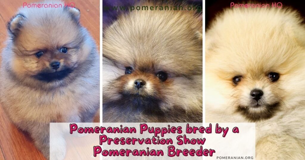 Pomeranian Puppies bred by a Show Pomeranian Breeder