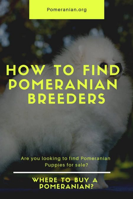 Buy a Pomeranian Puppy