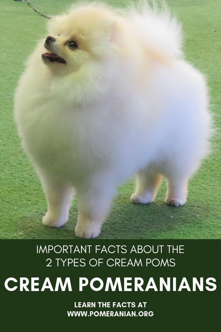 Cream Pomeranians