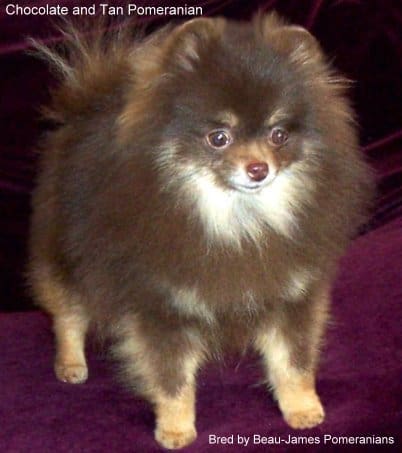 choco pomeranian