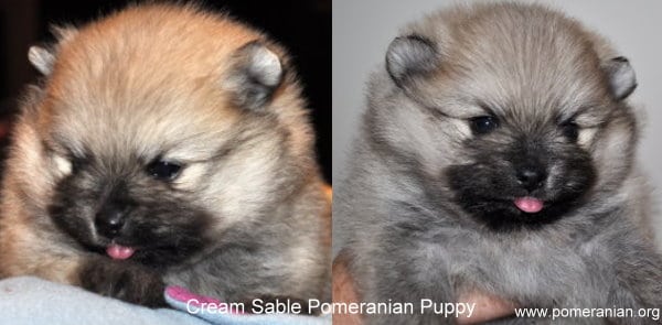 cream sable pomeranian puppies