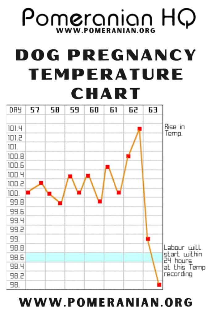 Dog Labor Temperature Chart