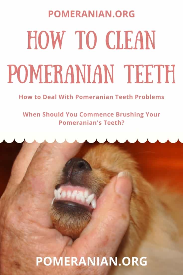 how often should you brush your puppies teeth