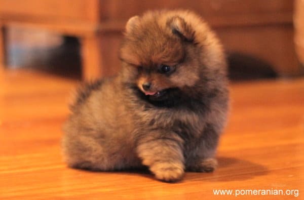 pomeranian seizures hypoglycemia