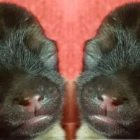 Newborn Pomeranian Puppies