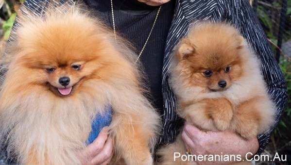 teddy bear faced pomeranian