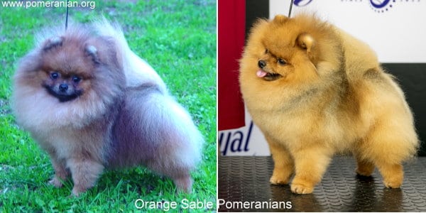 orange sable pomeranian