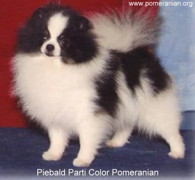 Pomeranian Color Chart