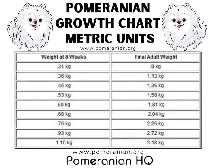 Ota selvää 93+ imagen pomeranian size chart