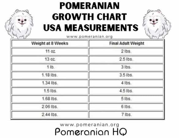 Pomeranian Weight Chart: Puppy Growth Chart Details