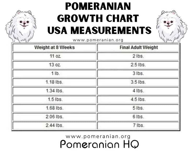 Pomeranian Growth Chart USA Measurements