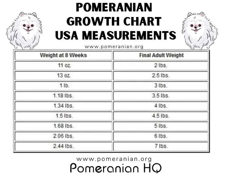 Pomeranian Weight Chart: Puppy Growth Chart Details