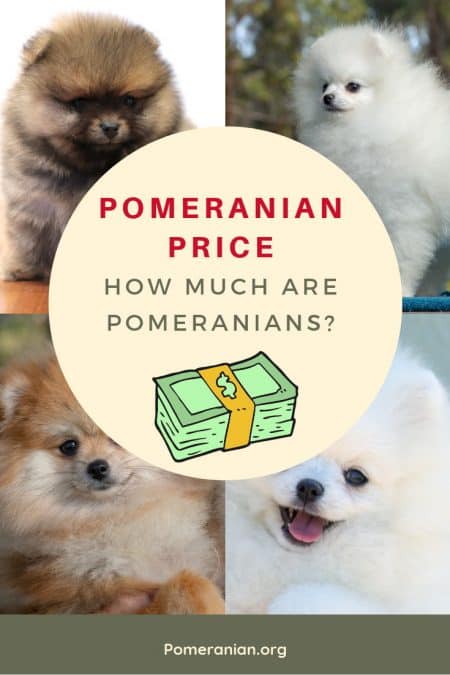 Adorable Pomeranian Dog Images Price