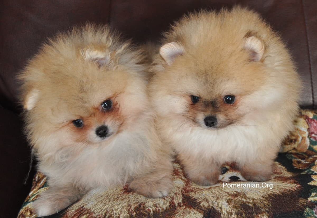 Are Male Or Female Pomeranians Better