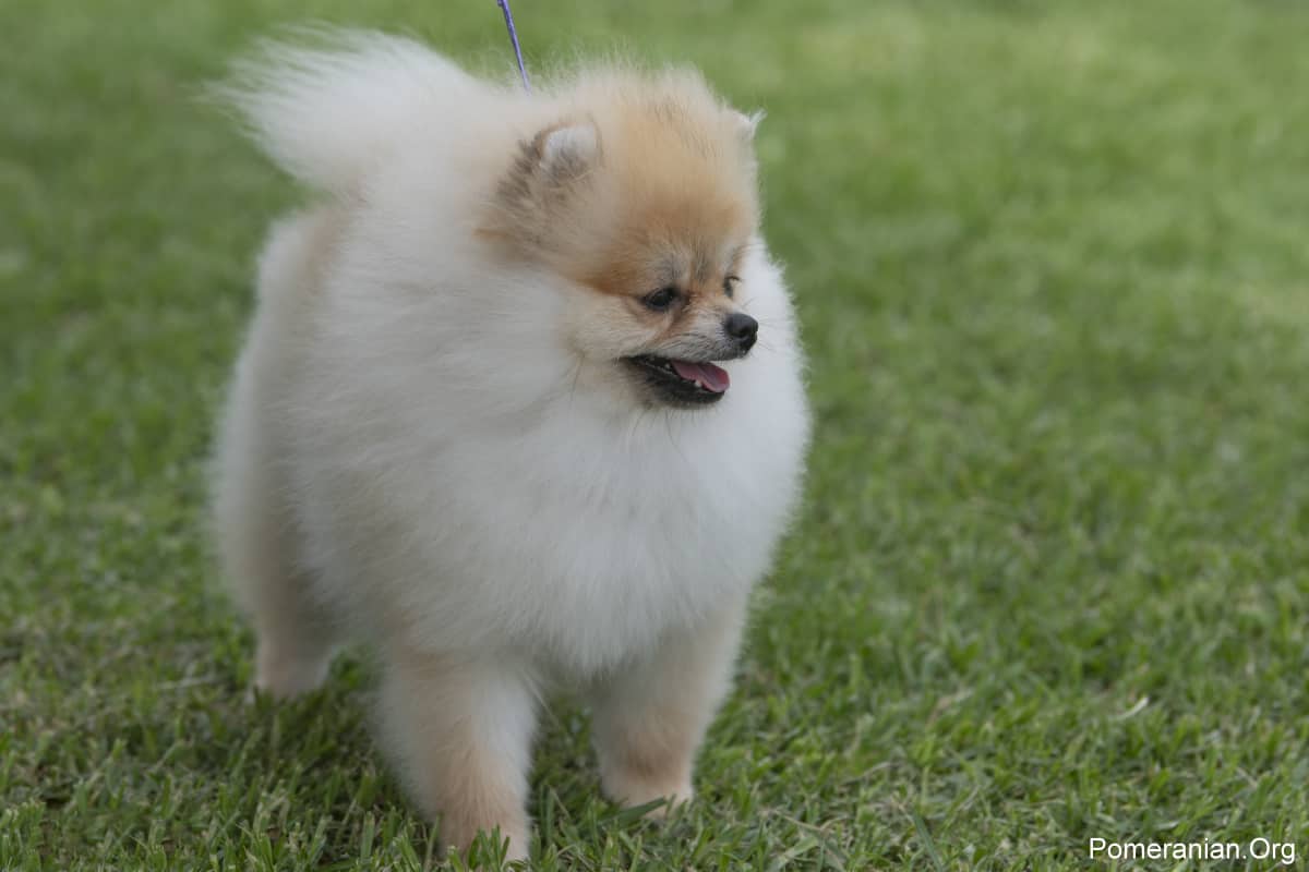 white micro teacup pomeranian full grown