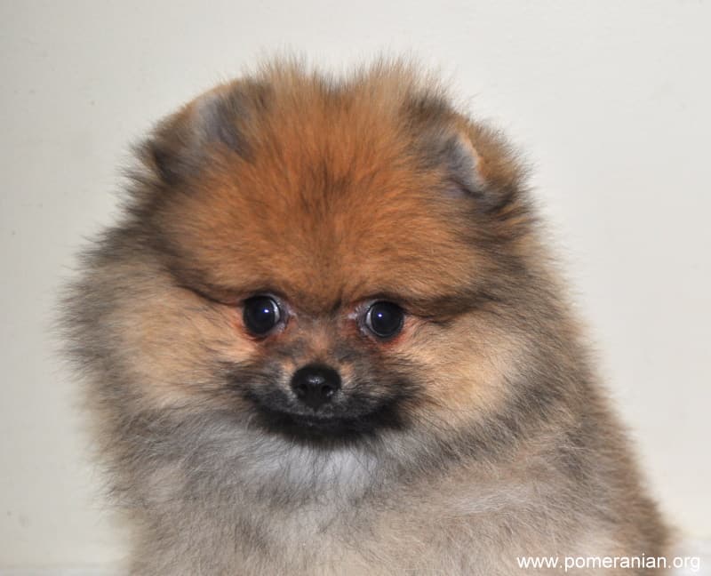 Teacup Pomeranian Price In Lucknow Pets Lovers