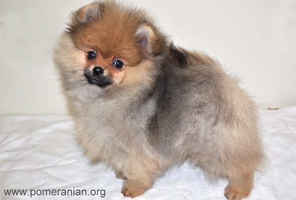 Pomeranian Puppy