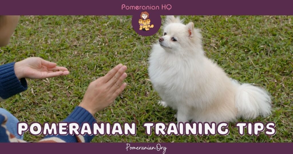 Pomeranian sales dog training