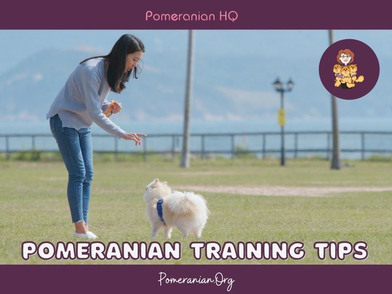 Pomeranian Training Tips