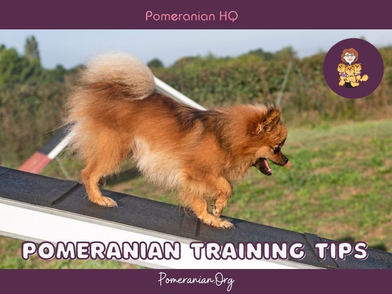 Pomeranian Training Tips