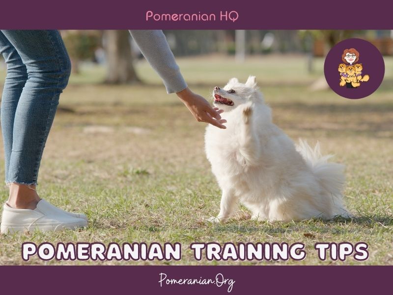 Pomeranian Training Tips