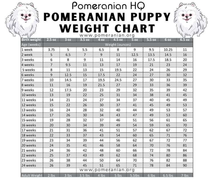 How Much Should My 5 Month Old Pungsan Dog Puppy Weigh