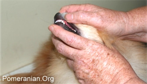 Pomeranian Teeth