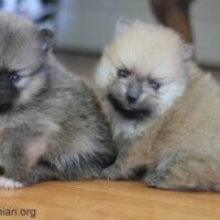 buy pomeranian