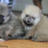 buy pomeranian