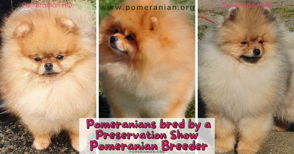 Show Pomeranian Dogs