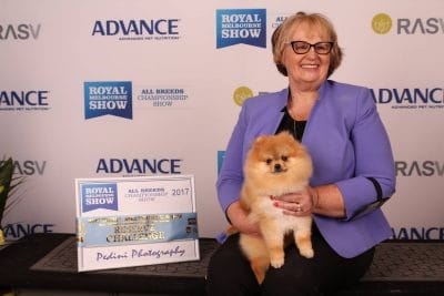 The Author and a Pomeranian Show Dog.