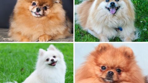 Are There Different Types of Pomeranian Dogs and Which One Do You Own?