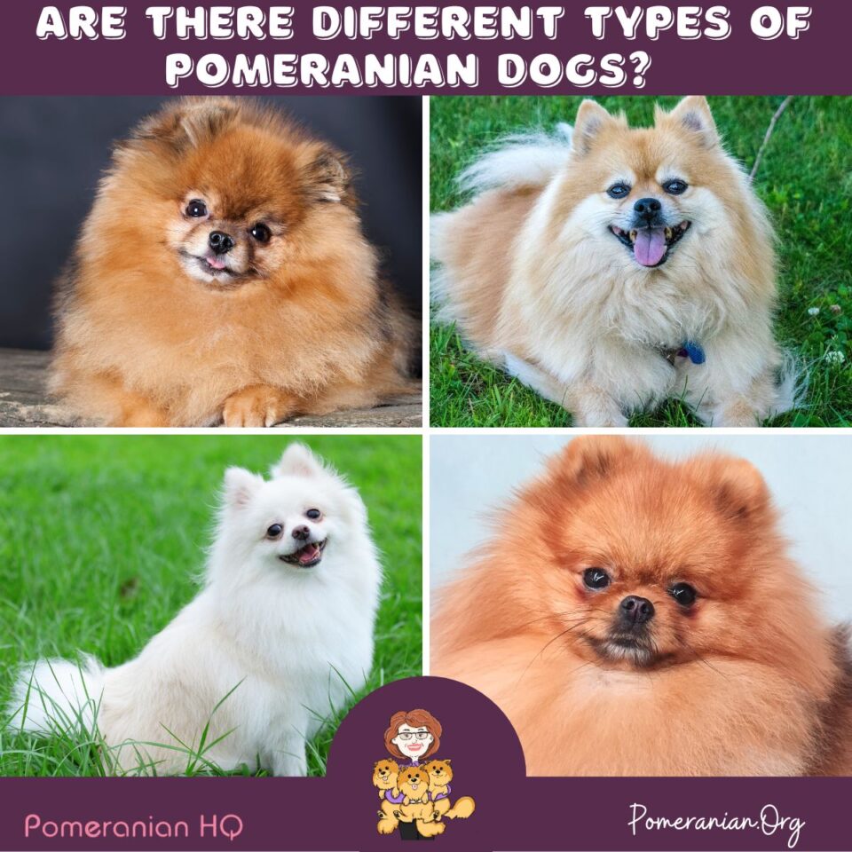 Are There Different Types of Pomeranian Dogs and Which One Do You Own?