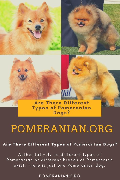 different pomeranian breeds