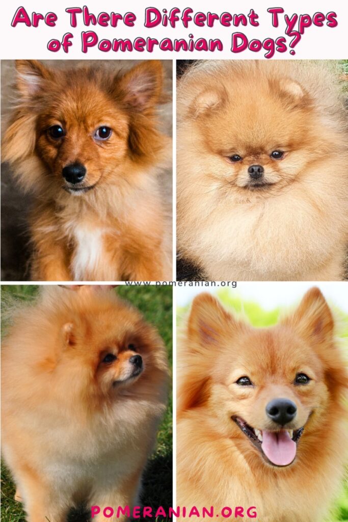 Types of Pomeranians