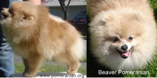 Beaver Pomeranian Adult