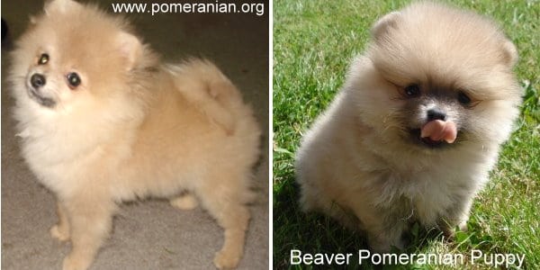 Beaver Pomeranian Puppy