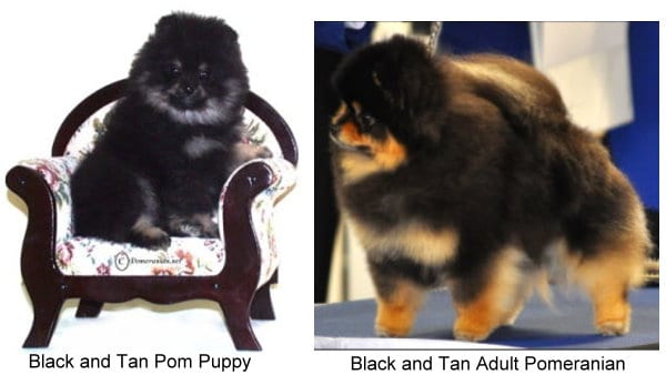 do black pomeranian puppies change color