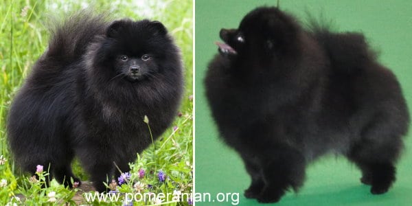 Pictures of black Pomeranians