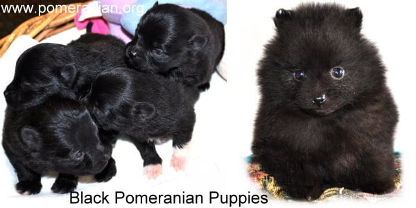 black baby pomeranian